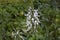 Cat\\\'s whisker plant in the garden. Is a Thai herb help diuretic.