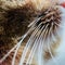 Cat`s whiskers and nose close-up, macro shot