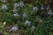 Cat\\\'s whiskers ( Orthosiphon aristatus ) flowers. Lamiaceae perennial plants.