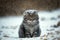 Cat, sad lonely abandoned, under the snow illustration generative ai