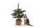 Cat with the santa claus hat sitting next to the christmas tree on white background. Feline with the festive hat celebrating xmas