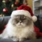 A cat in a Santa Claus hat is waiting for the New Year