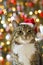 Cat with Santa Claus red hat