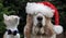 Cat and santa hat dog in snow