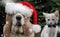 Cat and santa hat dog in snow