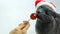 Cat Santa licking a lollipop. Funny Gray Cat Santa