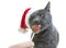 Cat Santa licking a lollipop. Funny Gray Cat Santa - Cute Christ