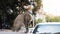 The cat sat up on the roof of the car and looked up at the sky. The car parked on the roadside and there was a cat sitting on the