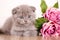 Cat Scottish Fold Kitten picture for a calendar with cats