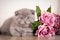 Cat Scottish Fold Kitten picture for a calendar with cats