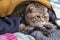 Cat Scottish Fold prepared for the cold autumn and winter, wrapped herself in a pile of soft, warm woolen clothes, looking