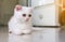 Cat Scottish fold white color fluffy cute little animal