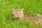 Cat Scottish Straight in the grass