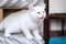 Cat Scottish white color playing and looking cute little animal