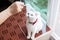 Cat Scottish white fluffy cute little animal,Cat two color eyes eating food