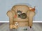 Cat on scratch-resistant armchair