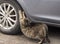 A cat scratching car tire sharpening its claws