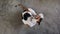 Cat Scratching Itself while Sitting on Concrete Floor. Top View