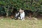 A cat scratching itself sitting on the grass near the bush in th