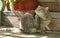 The cat is scratching itself on the wooden porch of a country house in outdoors