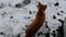 Cat sees snow for the first time. Red kitten playing with snow, leaves traces on the freshly fallen snow