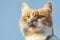 Cat that sees a threat is preparing for a jump, a cat`s emotions close up