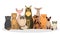 Cat set. Cute funny group of animal of various breed