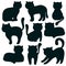 Cat. Set of flat icons of feline silhouettes. Vector.