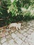 A cat in the shade under the bush