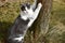 Cat sharpen claws on tree