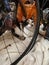 A cat in a shed behind a bicycle