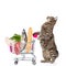 Cat with shopping trolley full of food. on white backgr