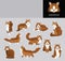 Cat Sibarian Cartoon Vector Illustration Color Variation Set