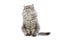 Cat Siberian breed tabby on white background.