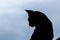 Cat silhouette shape  sit and looking back close up image against gloomy dark skies