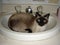 Cat in a sink blueeyed