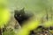 Cat sit on windowsill watch rainy street though the window covered with rain drops