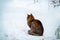 Cat siting outdoors in snowy winter