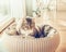 Cat sits in a basket over living room background