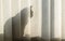 The cat sits behind the blinds on the window in the sunlight