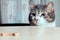 The cat sits in a chair and looks at the table where the pieces of food lie. Muzzle beautiful pet close-up