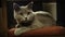 A cat sits on a chair and stares at aquarium