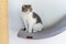 A cat sits on a curved shelf with blue soft cushions, a wall decoration shelf for a cat, a gray and white striped Scottish fold