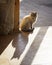 The cat sits in the doorway lit by sunlight