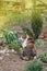 Cat sits in the garden  with tongue sticking out.  Calico  licking her face