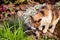Cat sits in the garden  with tongue sticking out.  Portrait of a beautiful calico cat