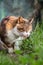 Cat sits in the garden  with tongue sticking out.  Portrait of a beautiful calico cat