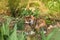 Cat sits in the garden  with tongue sticking out.  Portrait of a beautiful calico licking cat