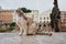 cat sits and looks awayon Largo di Torre Argentina, a square in Rome, Italy. There are many cats living in ancient Roman ruins