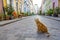 Cat sits in the middle of Rue Cremieux in Paris